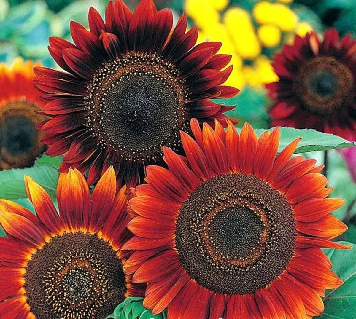 (S) Sunflower Abendsonne seeds 1g (30s) (415892) - Image 1