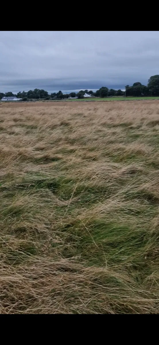 Grass ready to cut and bale off