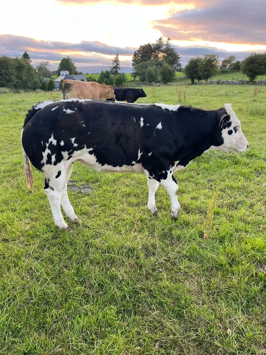 SUPERD OVERDOSE Heifer for sale - Image 3