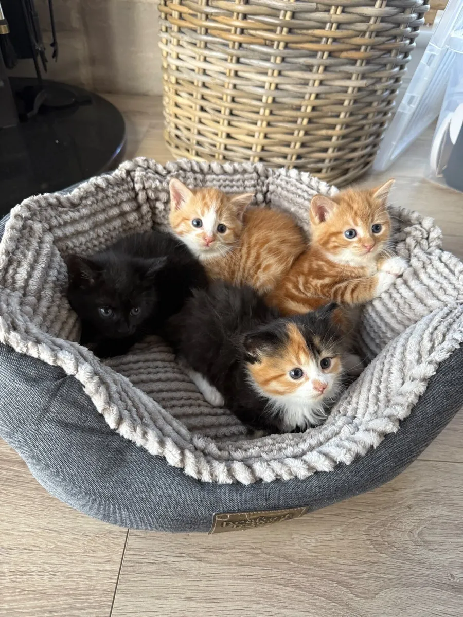kittens