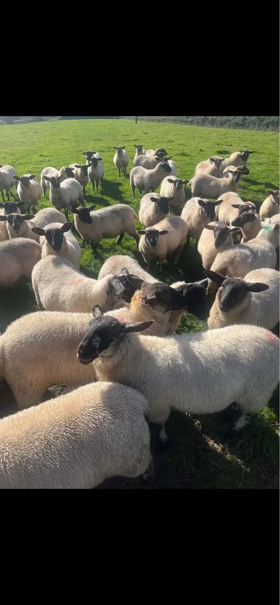 Suffolk ewe lambs - Image 2
