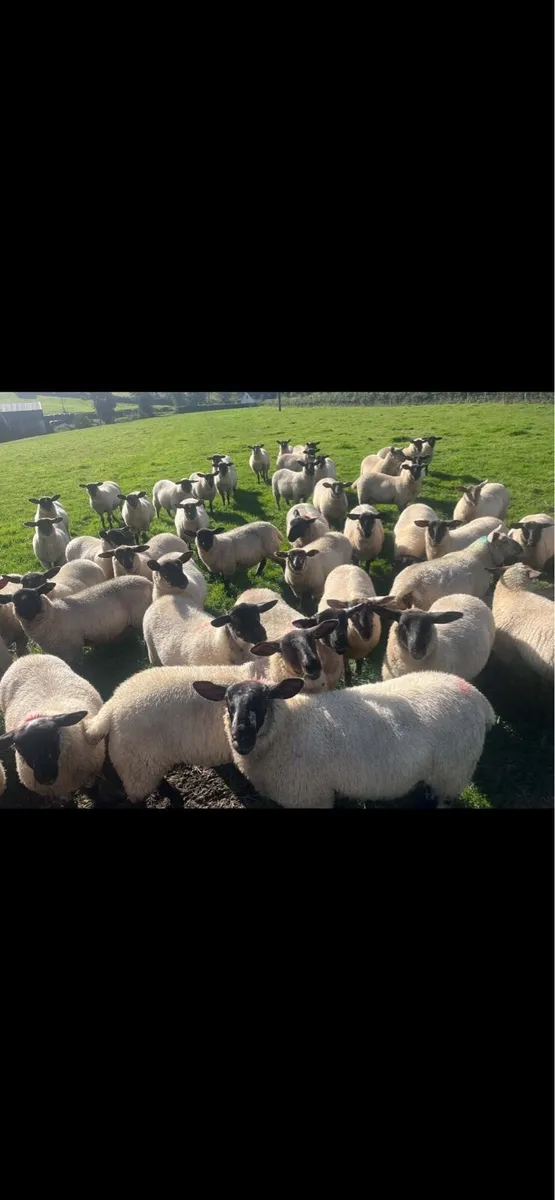 Suffolk ewe lambs - Image 3