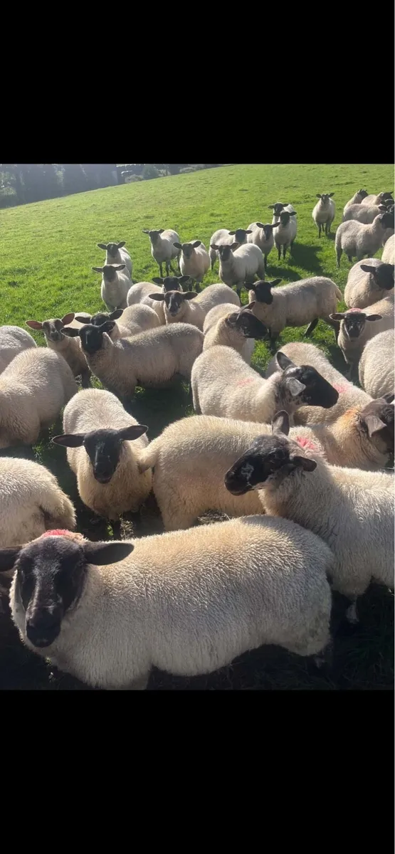 Suffolk ewe lambs - Image 4