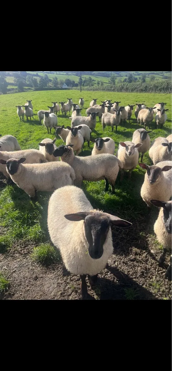 Suffolk ewe lambs - Image 1