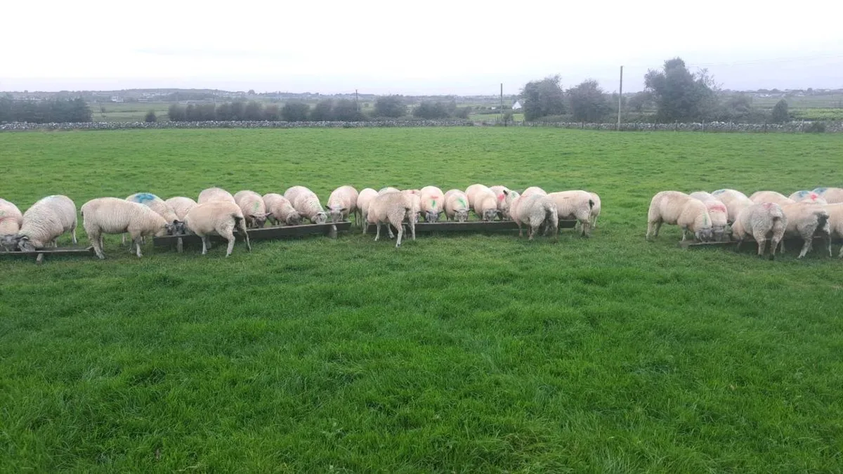 Lambs - Image 4