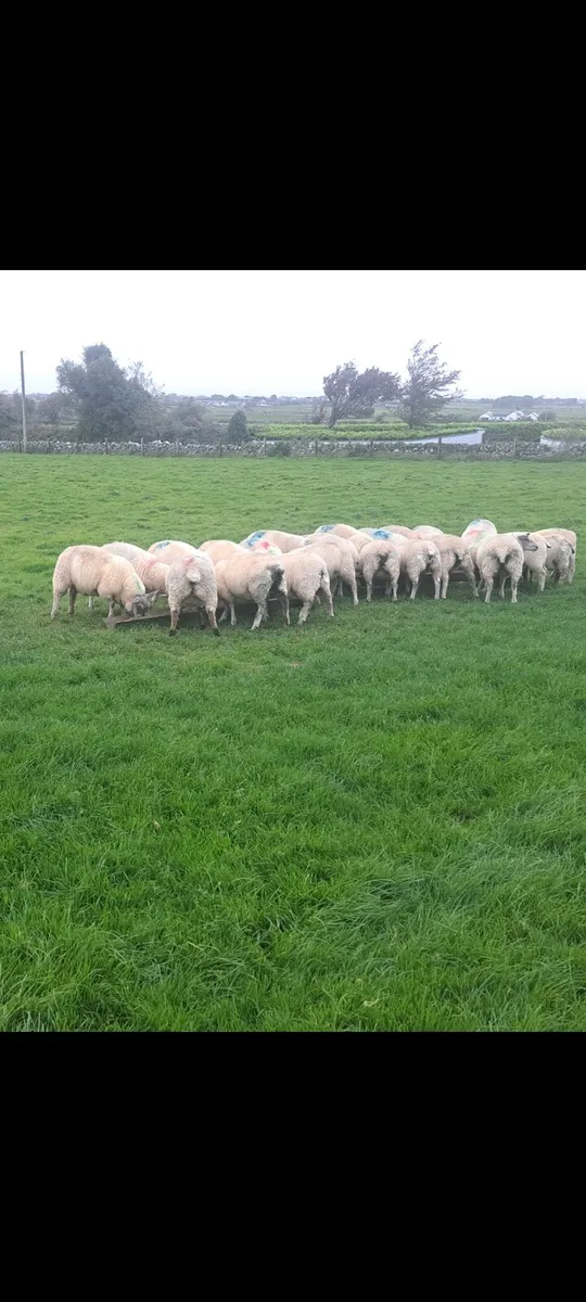 Lambs - Image 1