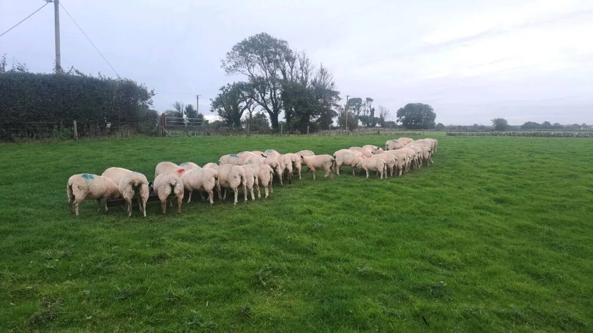 Lambs - Image 2