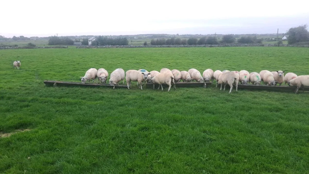 Lambs - Image 3