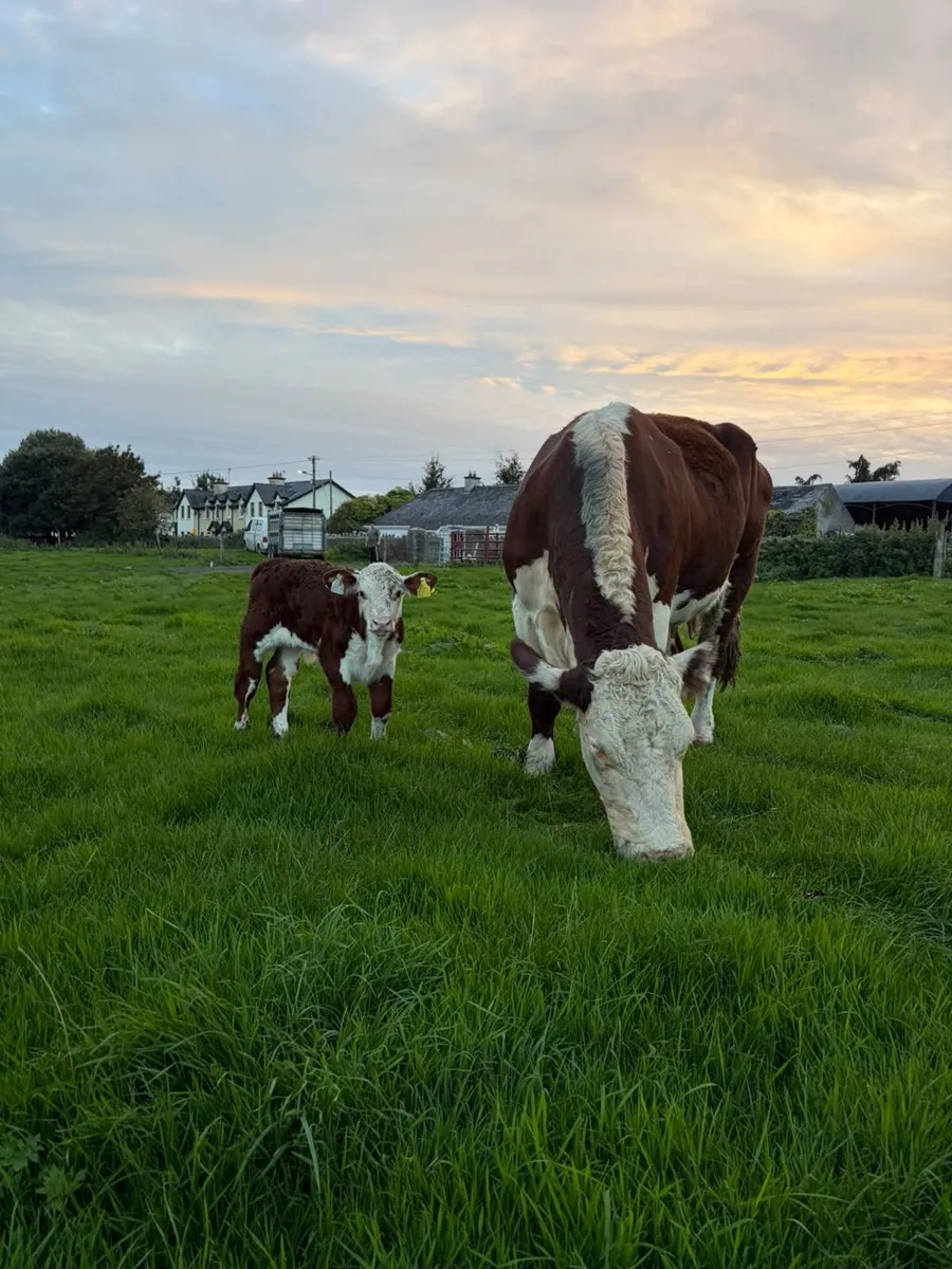 2 pedigree hereford cows with bull calves at foot - Image 1