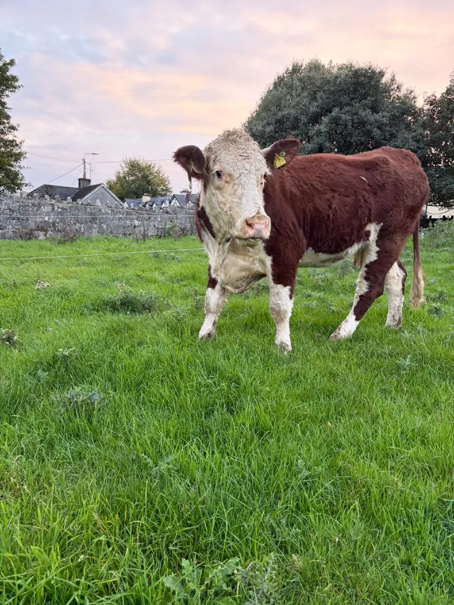 2 pedigree hereford cows with bull calves at foot - Image 2