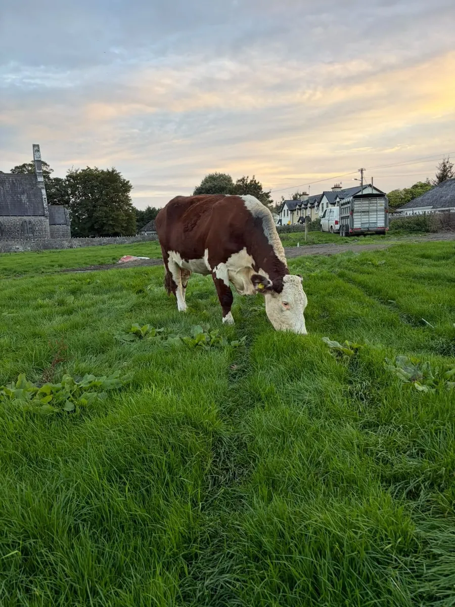 2 pedigree hereford cows with bull calves at foot - Image 3