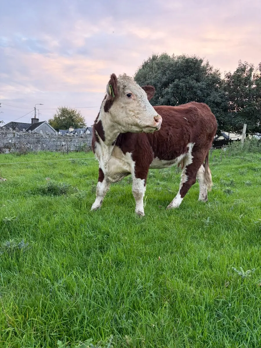 2 pedigree hereford cows with bull calves at foot - Image 4