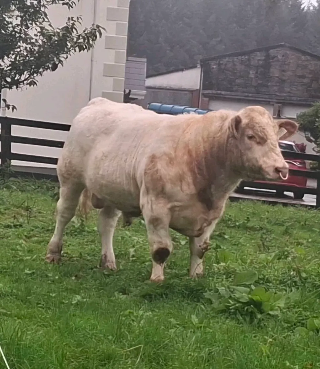 P.B.R Shorthorn Bull - Image 1