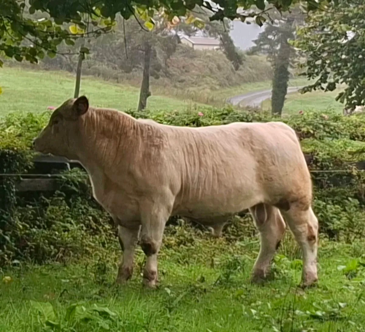 P.B.R Shorthorn Bull - Image 2