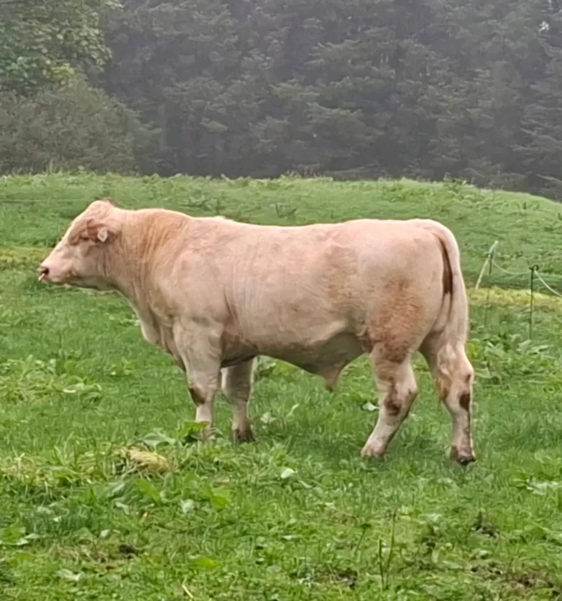 P.B.R Shorthorn Bull - Image 3
