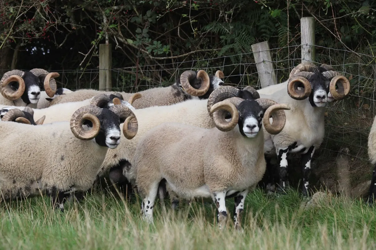 Lanark Shearling Rams - Image 1