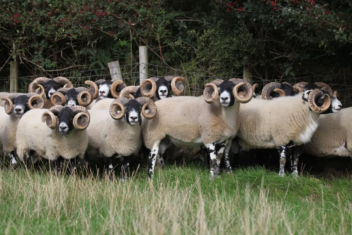 Lanark Shearling Rams - Image 2