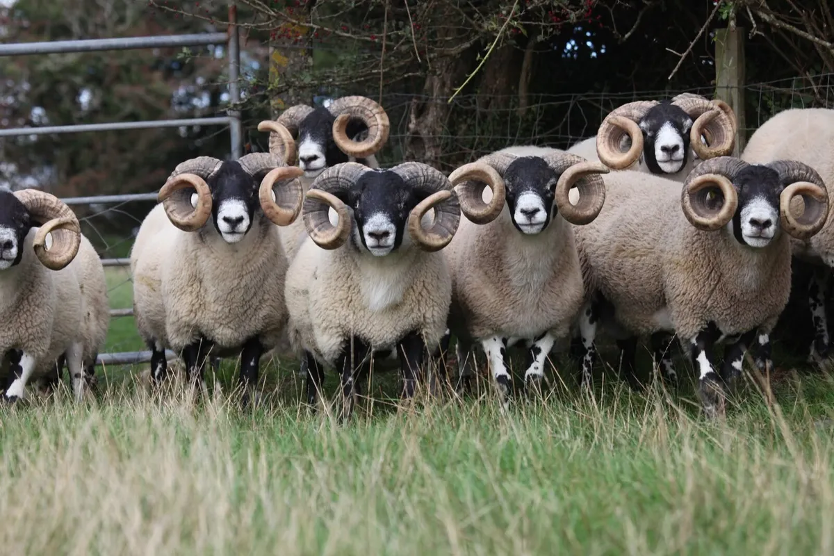 Lanark Shearling Rams - Image 3