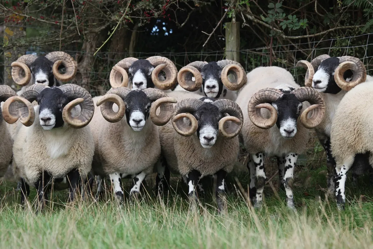 Lanark Shearling Rams - Image 4