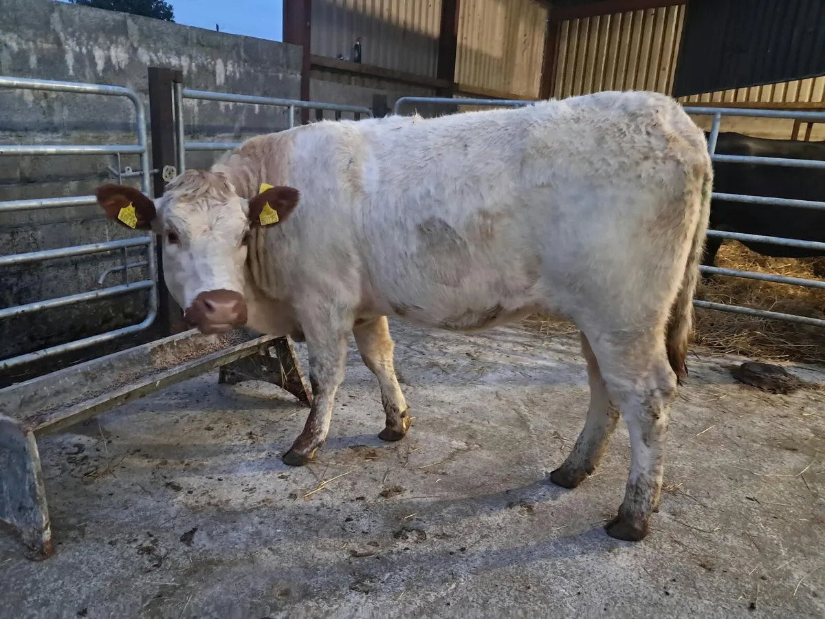 Lovely breeding  limousin heifer - Image 2