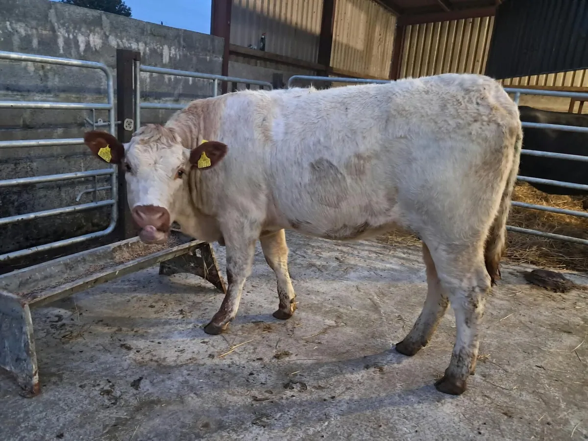 Lovely breeding  limousin heifer - Image 3