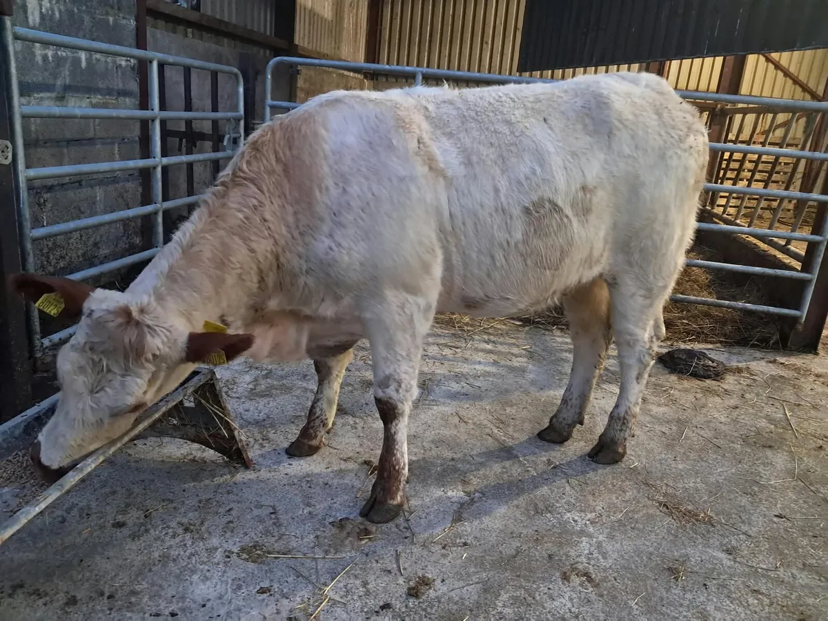 Lovely breeding  limousin heifer - Image 4