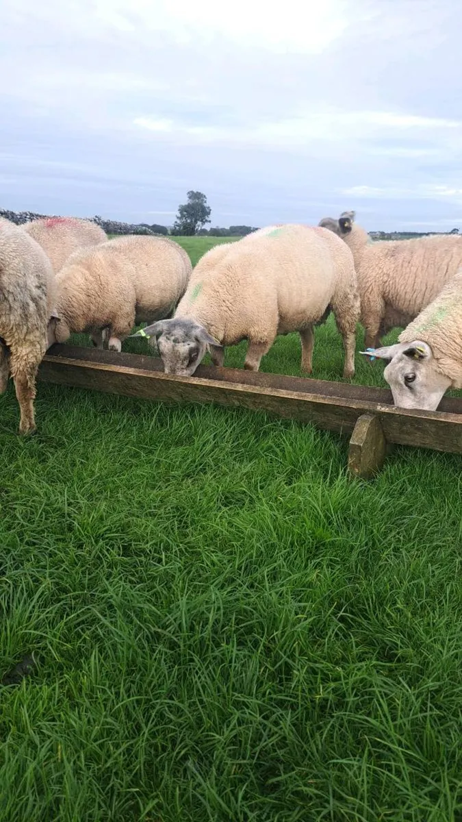 Ram lamb - Image 1