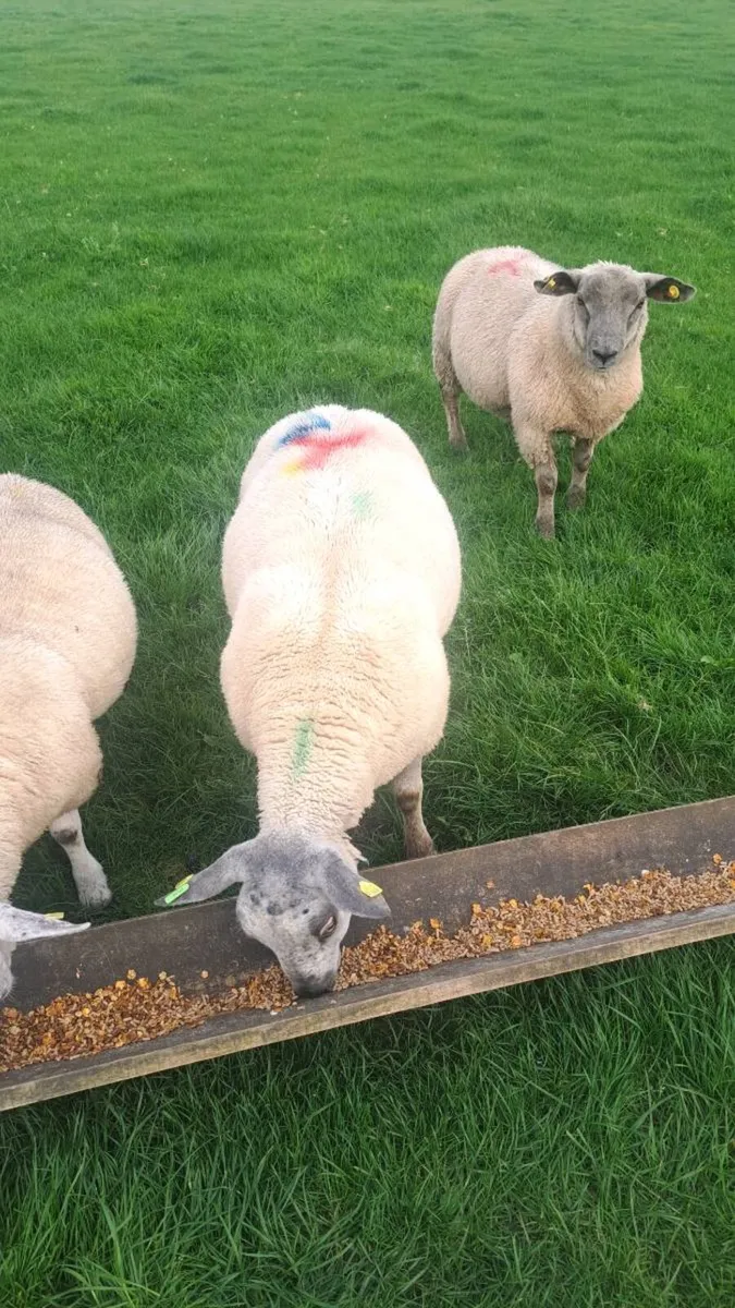 Ram lamb - Image 2