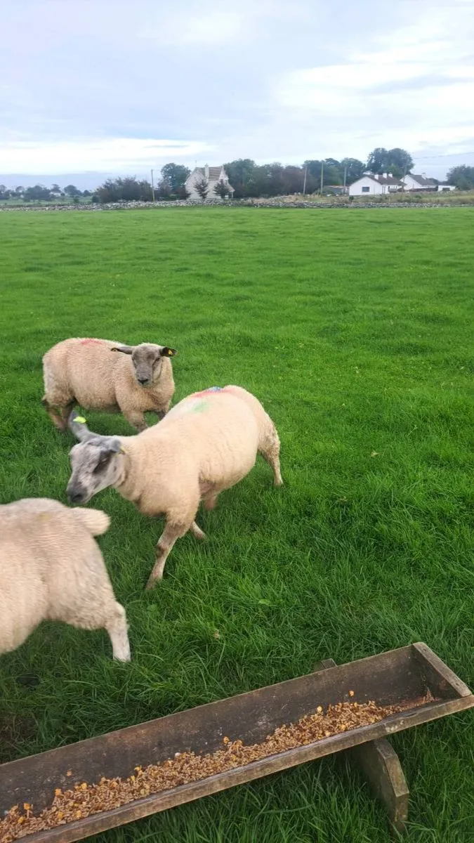 Ram lamb - Image 3