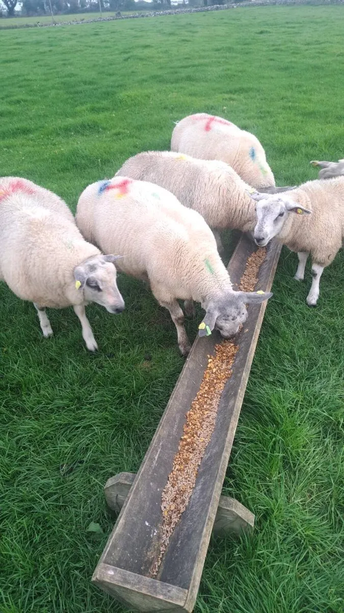 Ram lamb - Image 4