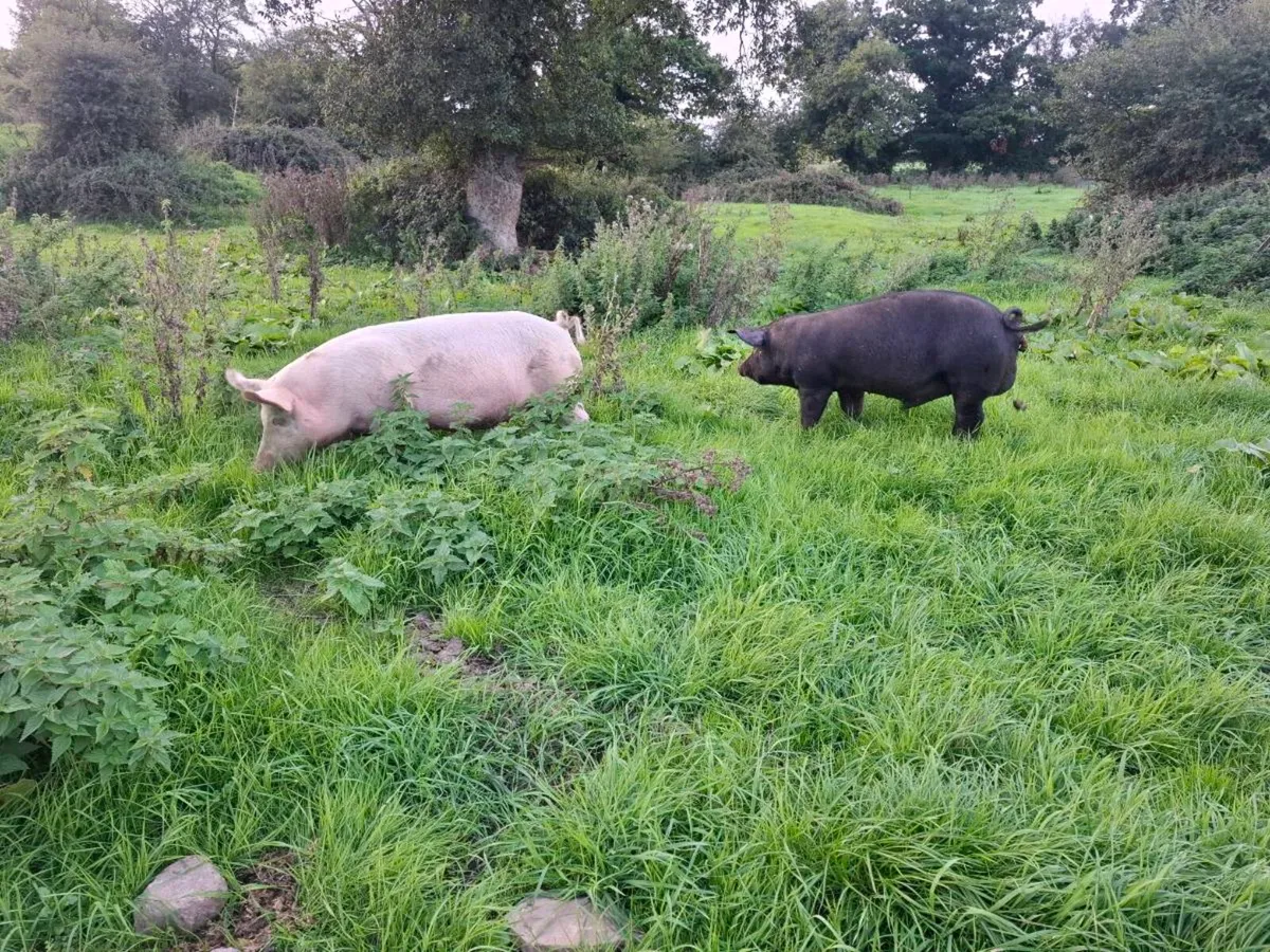2 free range pigs - Image 1