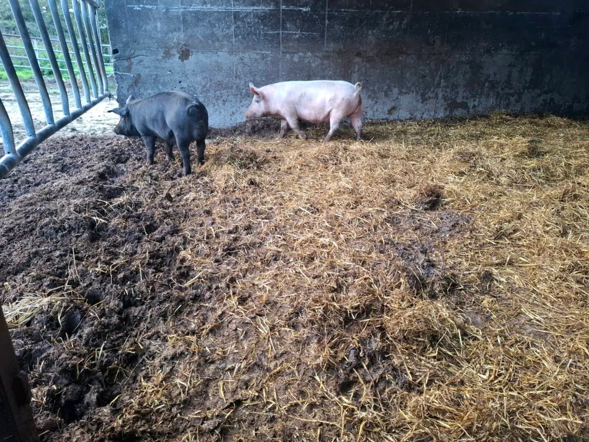 2 free range pigs - Image 2