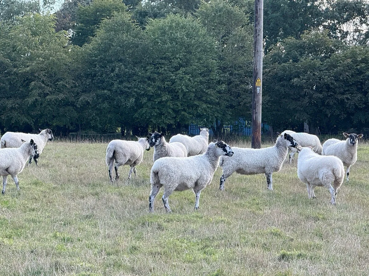 Mule and cheviot hoggets - Image 1