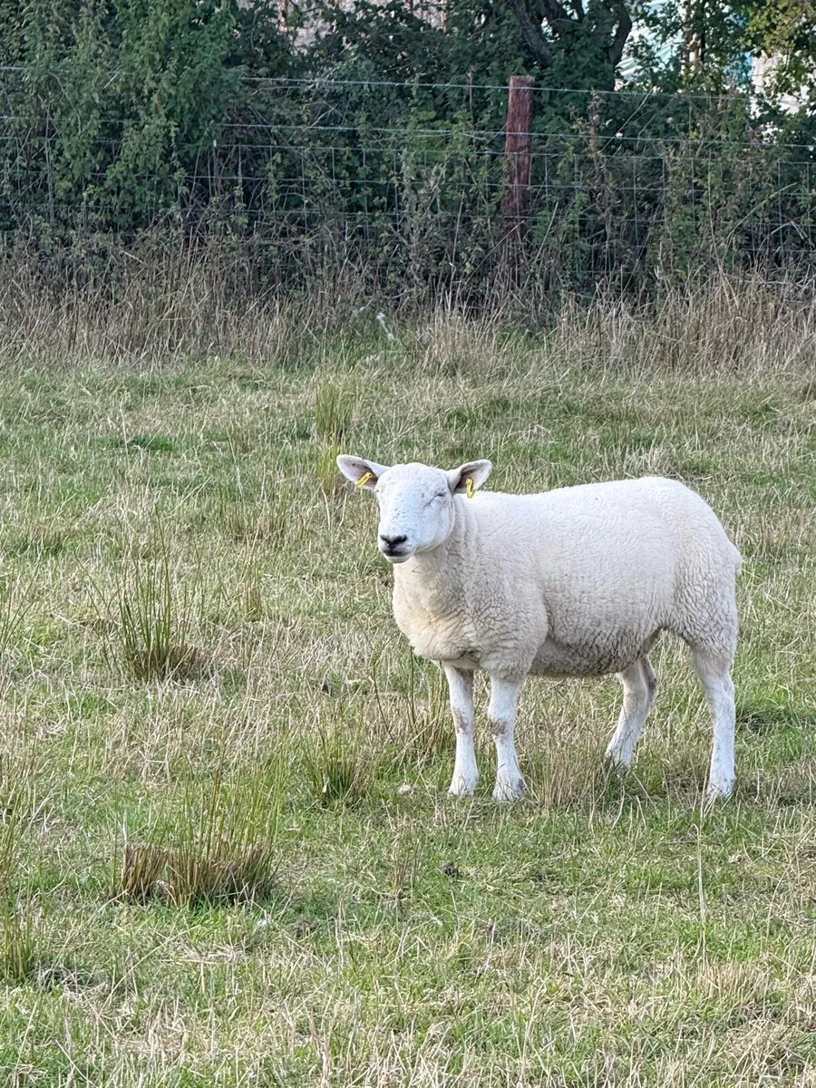 Mule and cheviot hoggets - Image 2