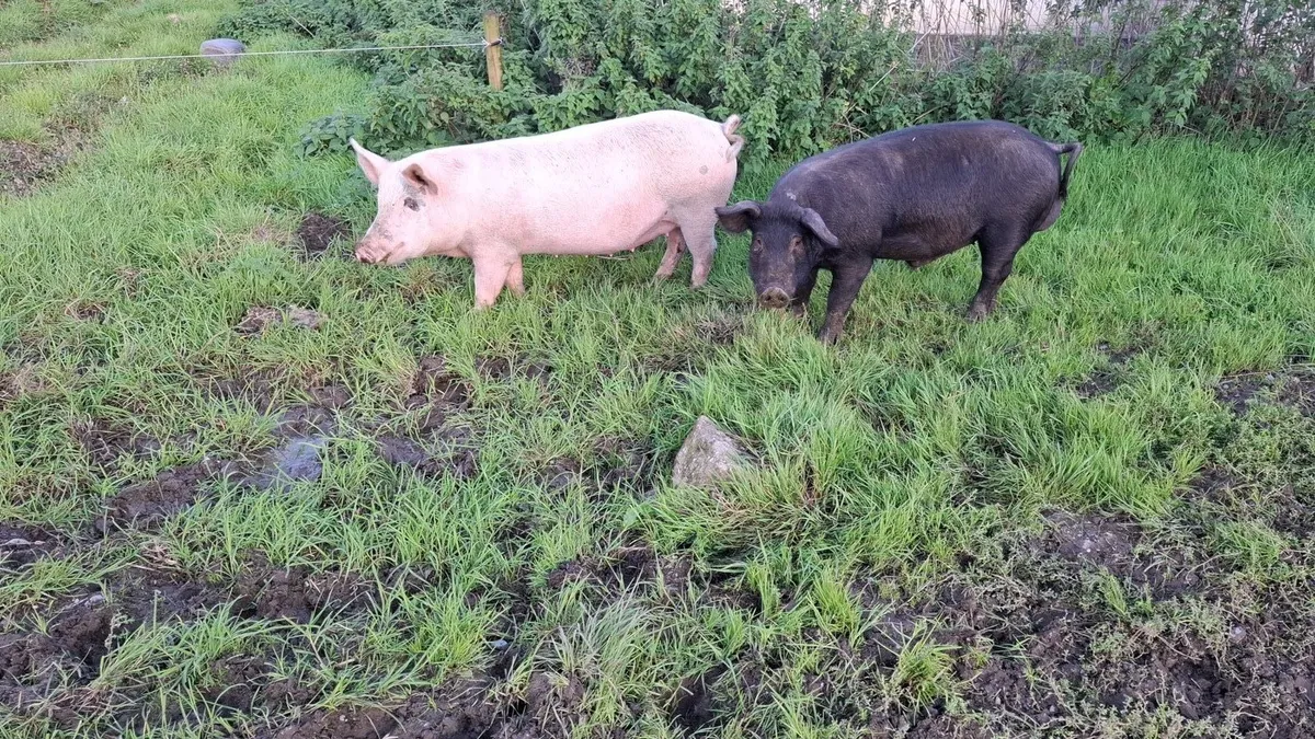 2 free range pigs - Image 3