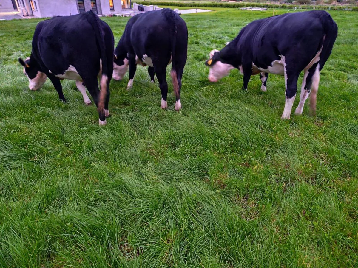 WH heifers - Image 2