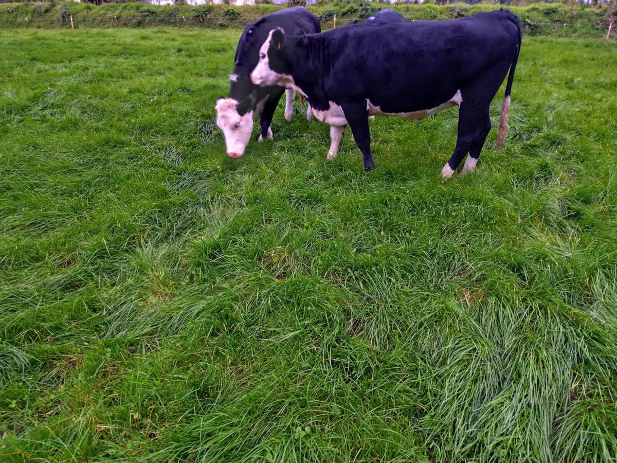 WH heifers - Image 3