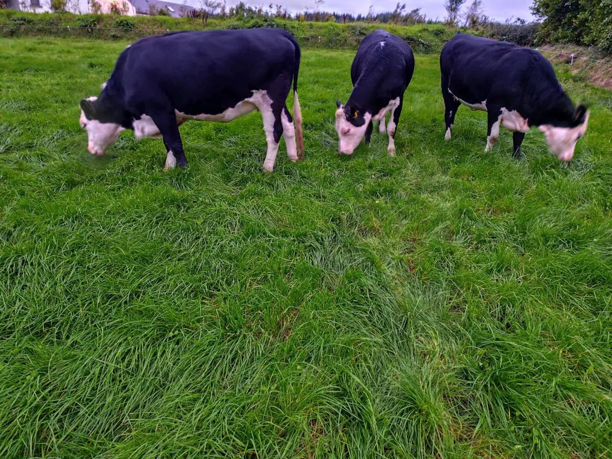 WH heifers - Image 4