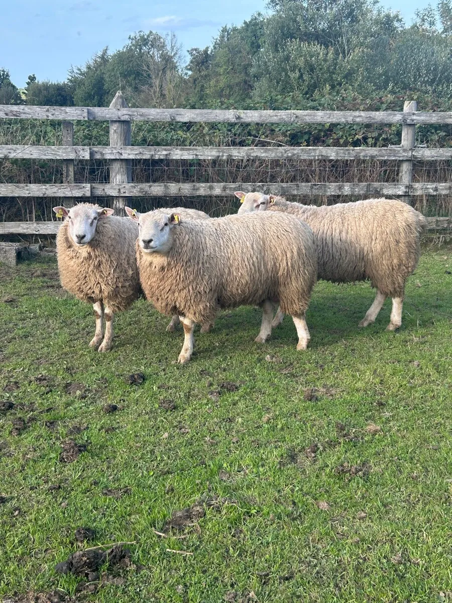 Hybrid rams - Image 1