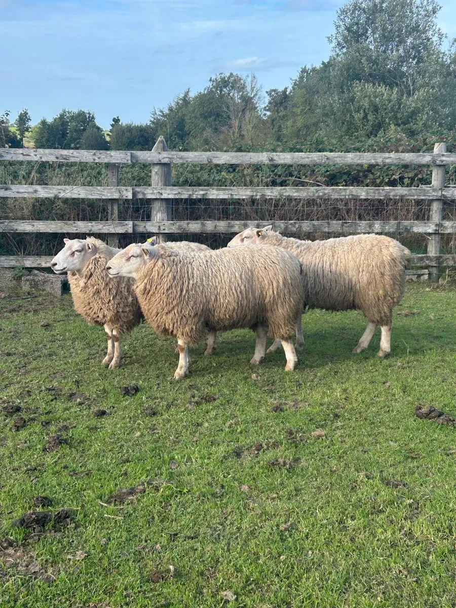 Hybrid rams - Image 2