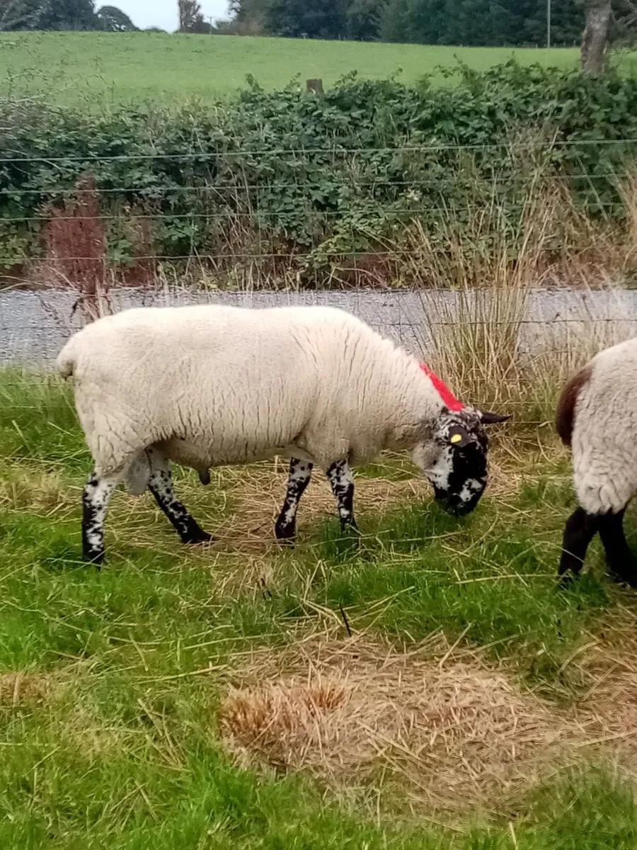 MILFORD RAM - Image 1