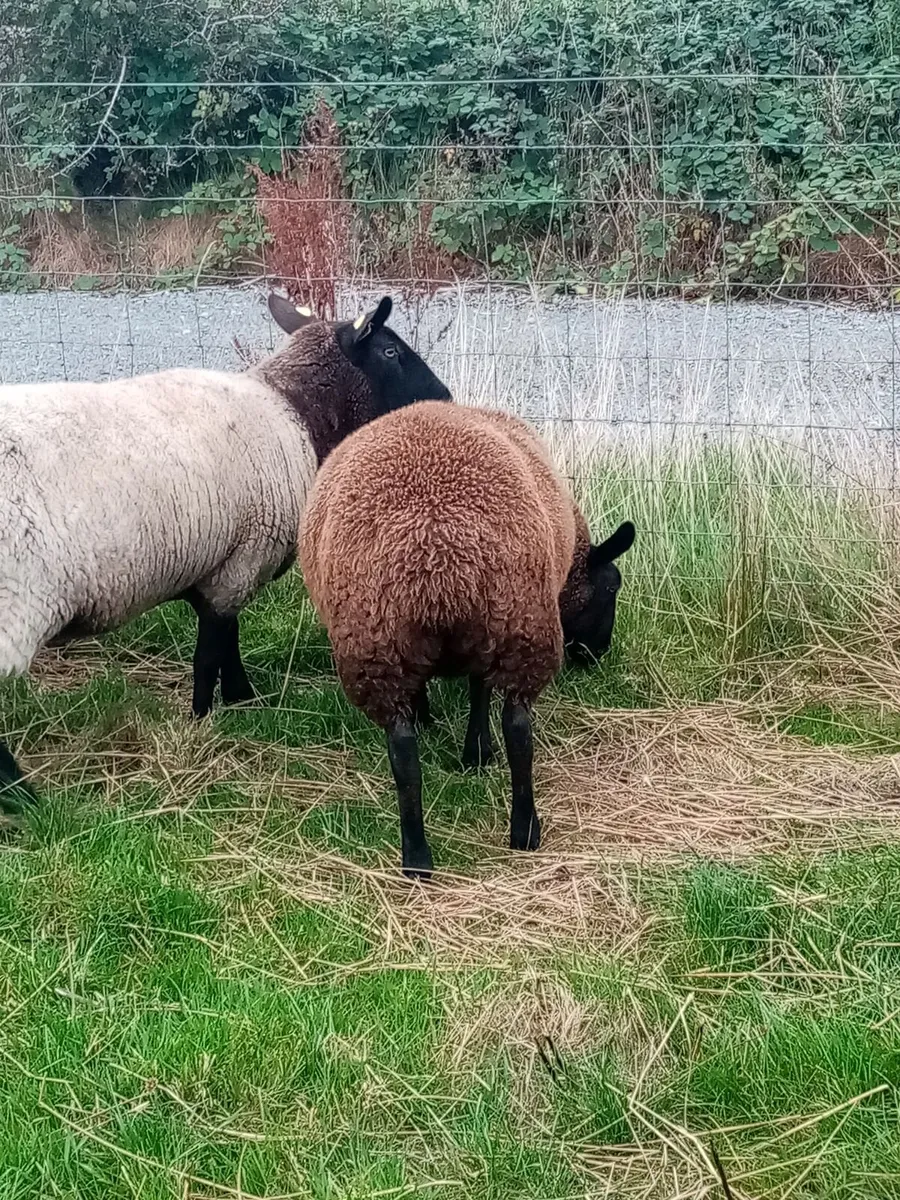MILFORD RAM - Image 3