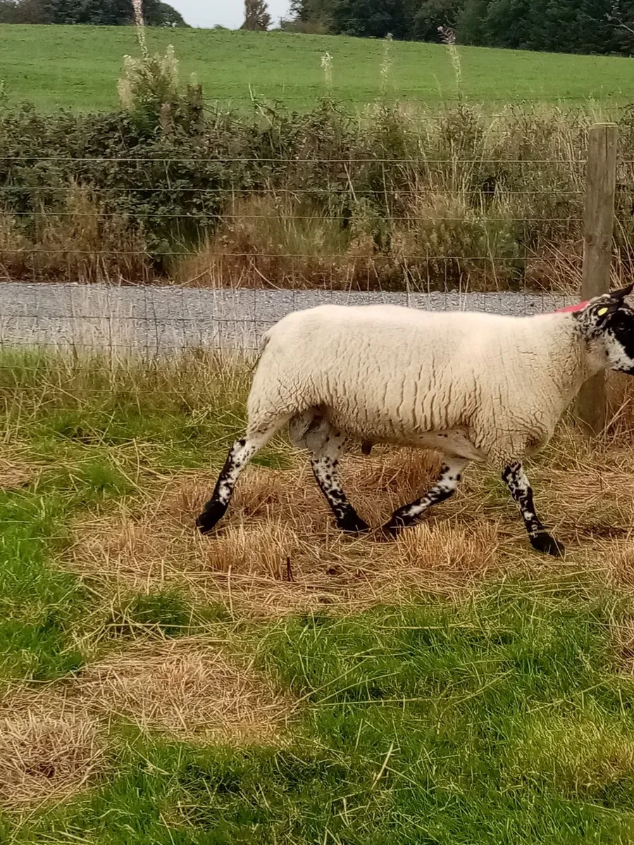 MILFORD RAM - Image 2