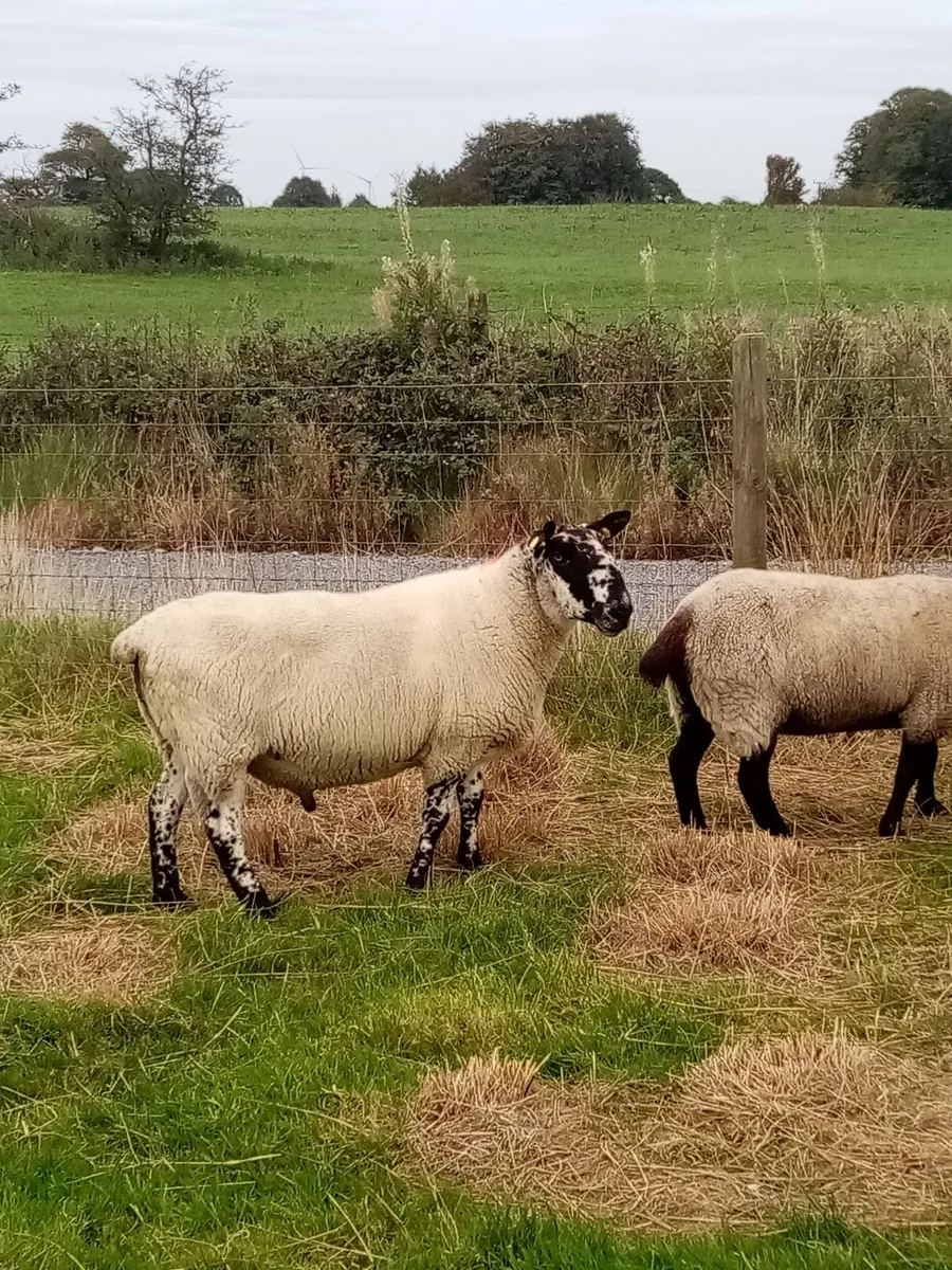 MILFORD RAM - Image 4