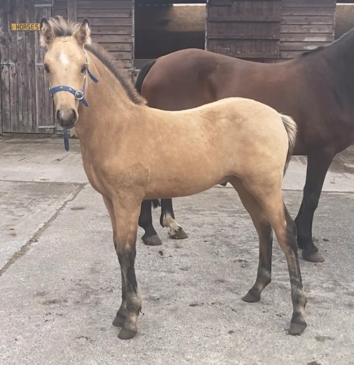 Fear Beag bui mare & sports pony foal - Image 1
