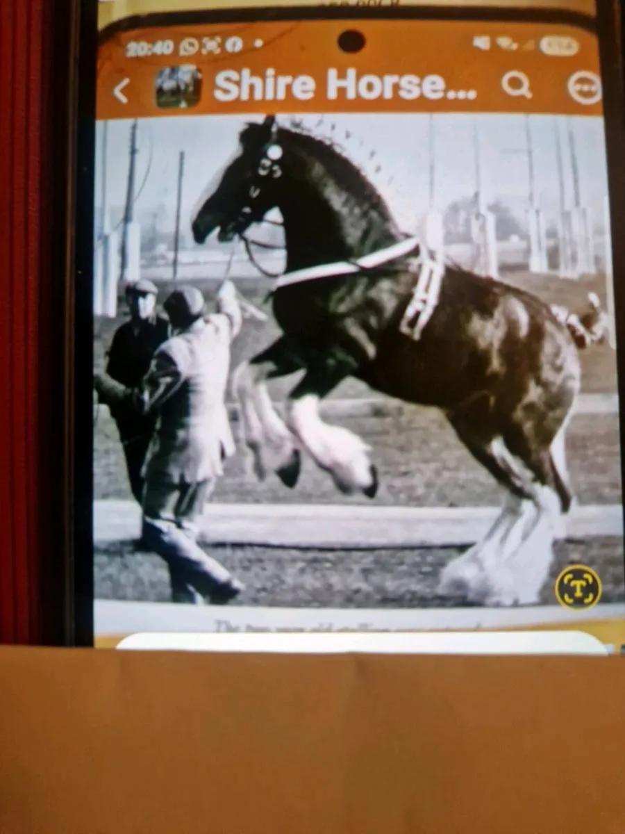 Shire / Clydesdale horse