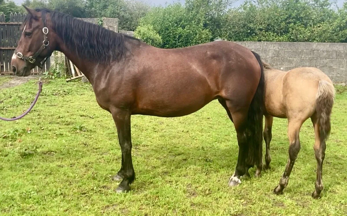 Fear Beag bui mare & sports pony foal - Image 2