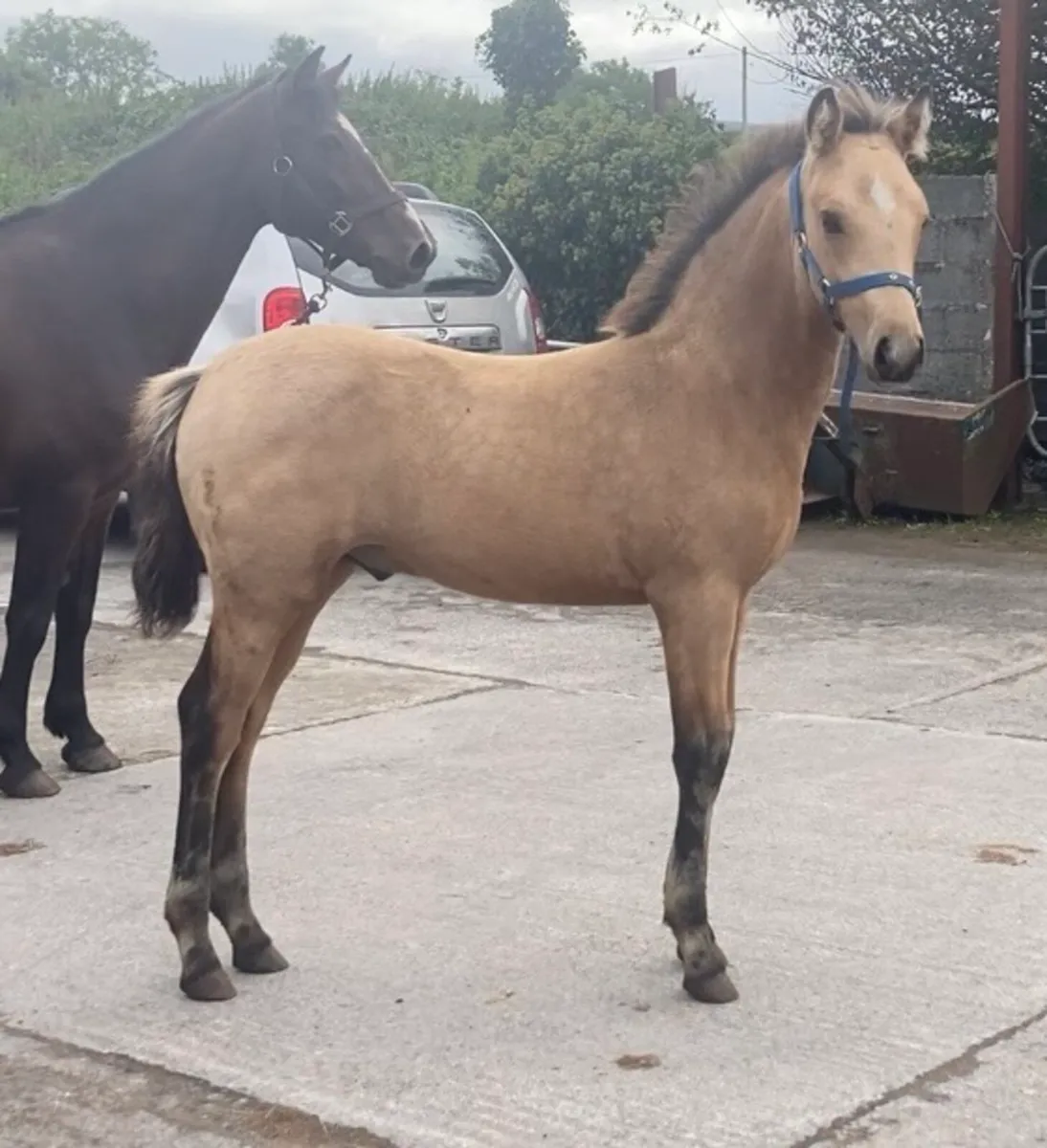 Fear Beag bui mare & sports pony foal - Image 3