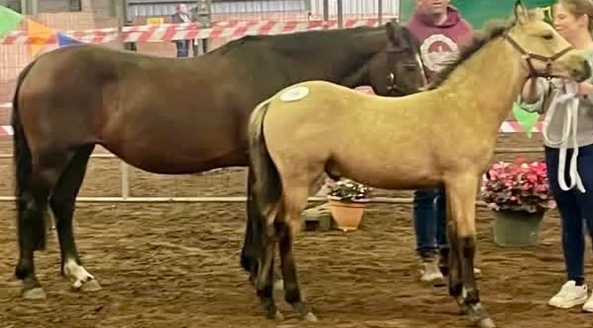 Fear Beag bui mare & sports pony foal - Image 4