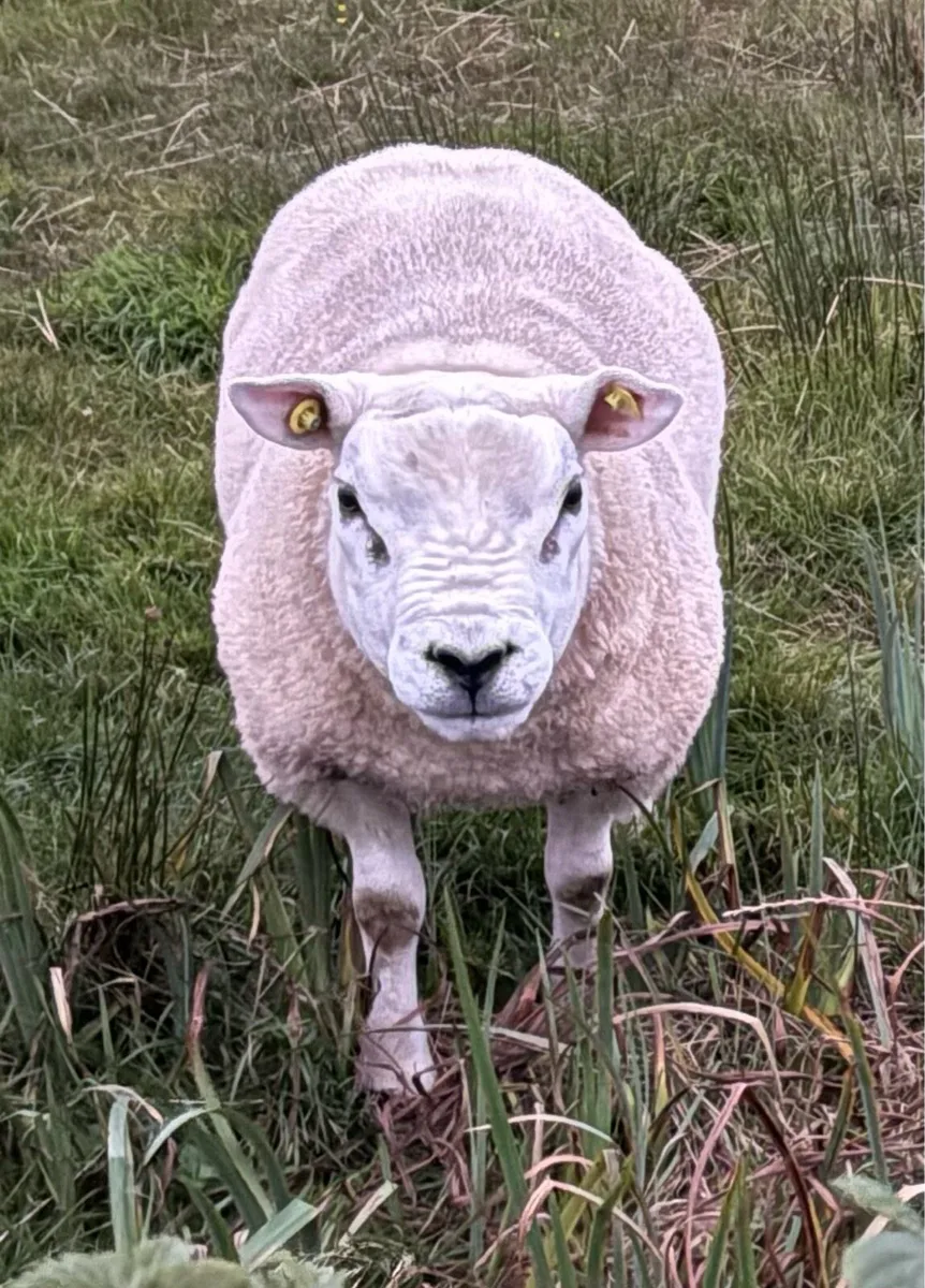 Texel Rams - Image 4